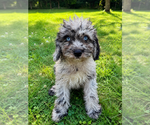 Small #19 Cavapoo (Miniature)