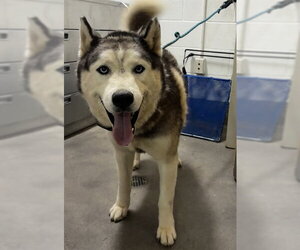 Siberian Husky Dogs for adoption in Forestville, MD, USA