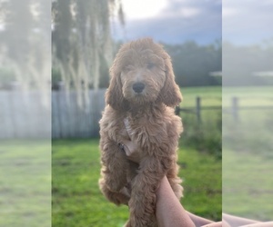 Goldendoodle Puppy for sale in BRADENTON, FL, USA