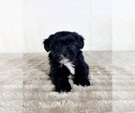 Small #1 ShihPoo
