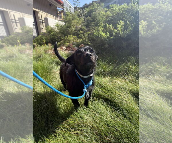 Medium Photo #3 Mutt Puppy For Sale in Salinas, CA, USA