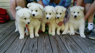 Samoyed Puppy for sale in JACKSONVILLE, NC, USA
