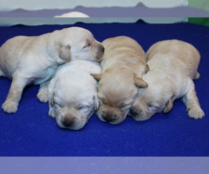 Labrador Retriever Puppy for Sale in BARDSTOWN, Kentucky USA