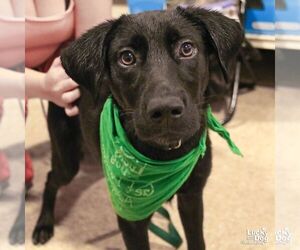 Labrador Retriever-Unknown Mix Dogs for adoption in Washington, DC, USA