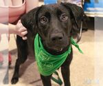 Small Labrador Retriever Mix