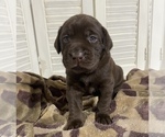 Small Photo #2 Labrador Retriever Puppy For Sale in MADISON, NC, USA