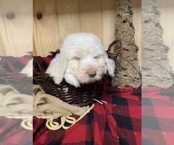 Medium Photo #8 Goldendoodle Puppy For Sale in BARDSTOWN, KY, USA