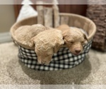 Small Photo #13 Goldendoodle Puppy For Sale in LITTLE FLOCK, AR, USA