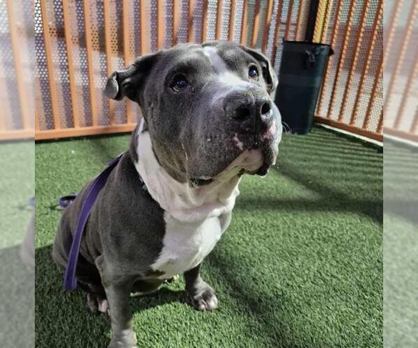 Medium Photo #2 Mutt Puppy For Sale in Las Vegas, NV, USA