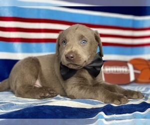 Labrador Retriever Puppy for sale in LANCASTER, PA, USA