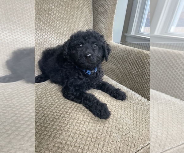Medium Photo #1 Goldendoodle (Miniature) Puppy For Sale in LOWVILLE, NY, USA
