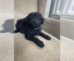 Small Photo #1 Goldendoodle (Miniature) Puppy For Sale in LOWVILLE, NY, USA