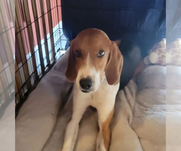 Medium Photo #4 Mutt Puppy For Sale in Woodbury, NY, USA
