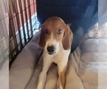 Small #3 Mutt