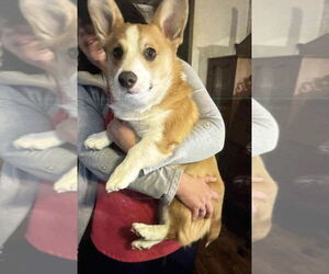 Pembroke Welsh Corgi Dogs for adoption in Denver , CO, USA