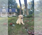 Small #12 Labrador Retriever