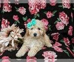 Small Photo #6 Poodle (Toy) Puppy For Sale in LINCOLN UNIVERSITY, PA, USA