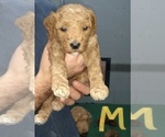 Small Photo #3 Poodle (Miniature) Puppy For Sale in NORTH LIBERTY, IN, USA