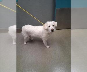 Labrador Retriever-Unknown Mix Dogs for adoption in Las Vegas, NV, USA