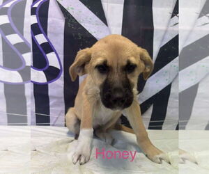 Anatolian Shepherd-Unknown Mix Dogs for adoption in Westwood, NJ, USA
