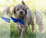 Small #1 Goldendoodle (Miniature)