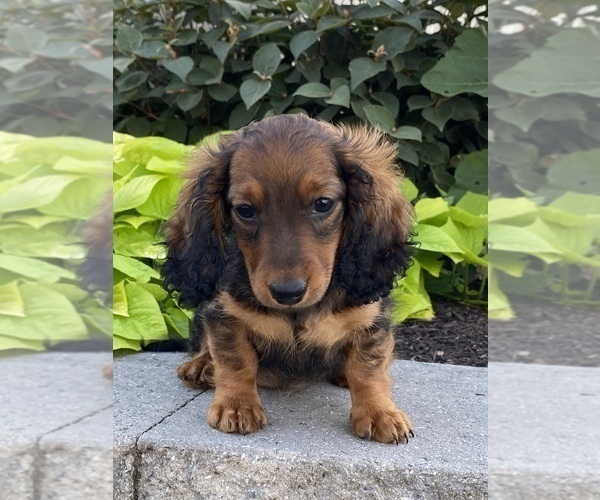 Medium Photo #4 Dachshund Puppy For Sale in CANOGA, NY, USA