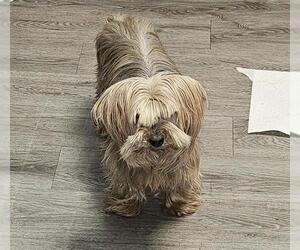 Mutt Dogs for adoption in San Antonio, TX, USA
