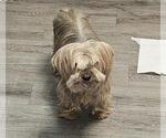 Small Mutt