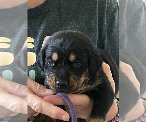 Medium Photo #2 Black and Tan Coonhound-Rottweiler Mix Puppy For Sale in Mooresville, NC, USA