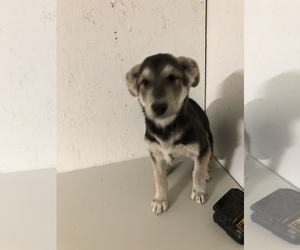German Shepherd Dog Puppy for sale in BACKUS, MN, USA