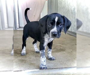 German Shorthaired Pointer-Unknown Mix Dogs for adoption in Estherville, IA, USA