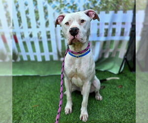 Mutt Dogs for adoption in Long Beach, CA, USA