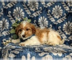 Small Photo #4 Cavapoo Puppy For Sale in LINCOLN UNIVERSITY, PA, USA