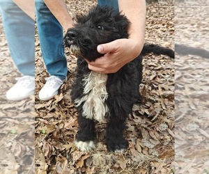 Bernedoodle Puppy for sale in DUNNELLON, FL, USA