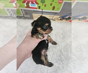 Yorkshire Terrier Puppy for sale in KATY, TX, USA