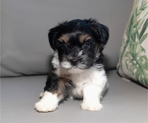 Morkie Puppy for sale in EL CAJON, CA, USA