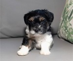 Image preview for Ad Listing. Nickname: Sadie