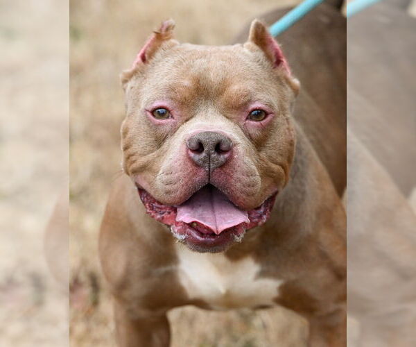 Medium Photo #3 American Pit Bull Terrier Puppy For Sale in Glen Allen, VA, USA