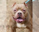 Small #2 American Pit Bull Terrier