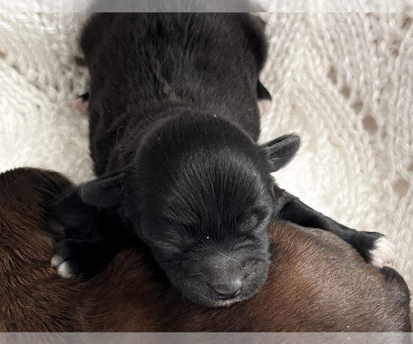 Medium Photo #3 ShihPoo Puppy For Sale in CLARE, MI, USA