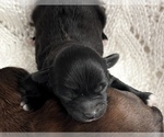 Small Photo #3 ShihPoo Puppy For Sale in CLARE, MI, USA
