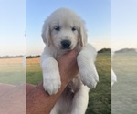 Puppy Blue Golden Retriever