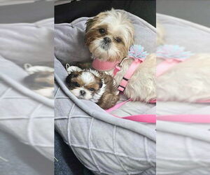 Shih Tzu Dogs for adoption in Weston, FL, USA