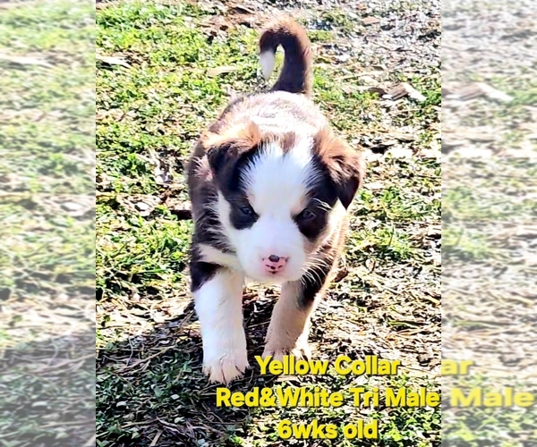 Medium Photo #3 Border Collie Puppy For Sale in BYBEE, TN, USA