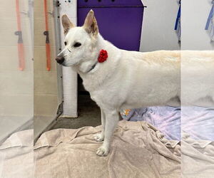 Toby GSD - Male German Shepherd Dog Dog for Adoption - Photo #7