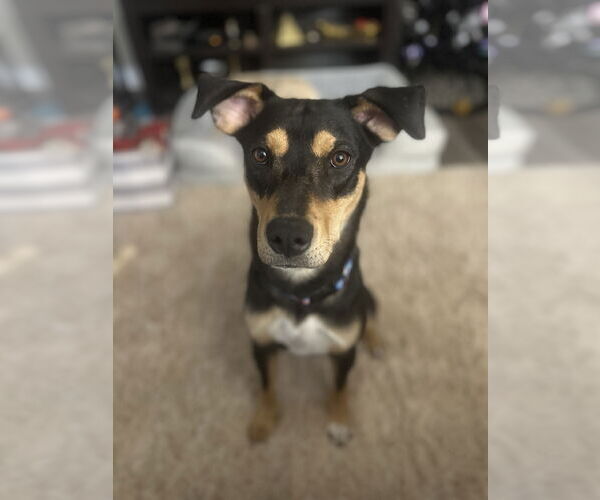 Medium Photo #5 Rottweiler-American Pit Bull Terrier Puppy For Sale in MIDWAY, UT, USA