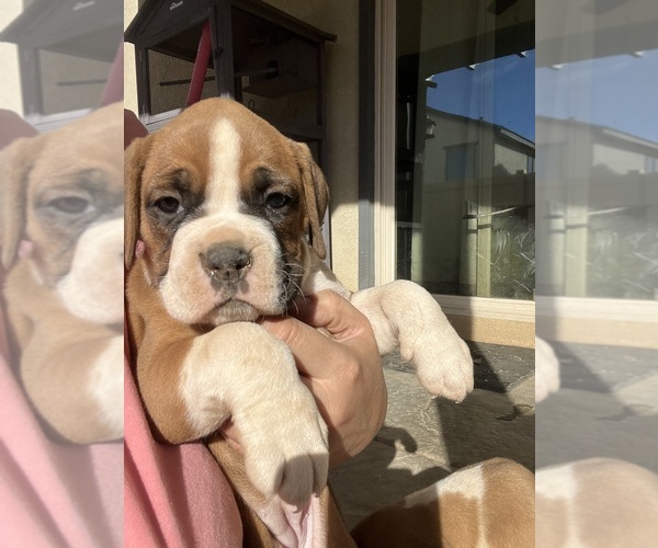 Medium Photo #12 Boxer Puppy For Sale in BANNING, CA, USA