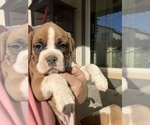 Small Photo #12 Boxer Puppy For Sale in BANNING, CA, USA