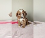 Small Photo #2 Cavapoo-Poodle (Miniature) Mix Puppy For Sale in DUNNVILLE, KY, USA