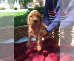 Small Photo #2 Irish Doodle Puppy For Sale in NAMPA, ID, USA